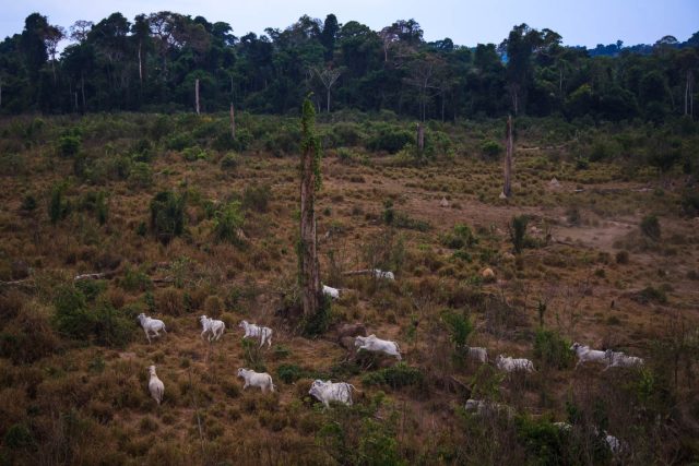 gado criados na Floresta Nacional do Jamanxim