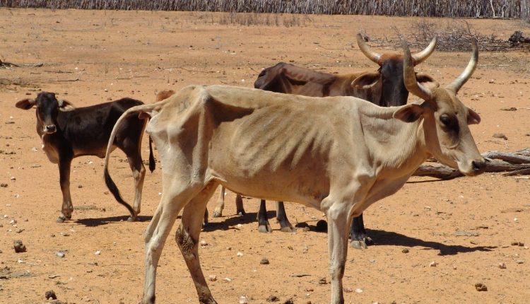 Seca-relâmpago no Centro Oeste e Pantanal preocupa pecuaristas. Falta alimento para o rebanho