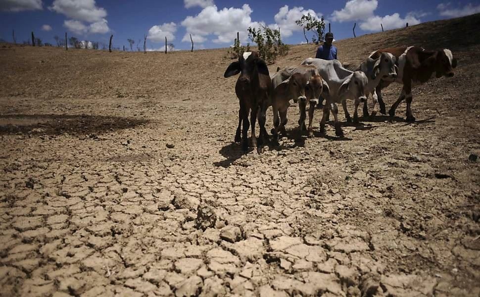 Seca-relâmpago no Centro-Oeste e Pantanal preocupa pecuaristas com falta de alimento para o rebanho