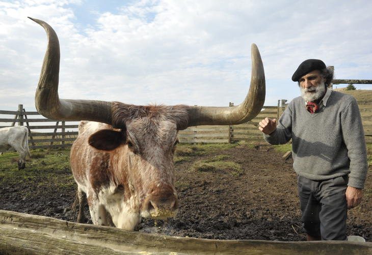 Conheça o Boi Franqueiro o gado Brasileiro com os maiores chifres