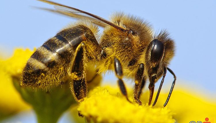 Dia das Abelhas: descubra como elas impulsionam a produção agrícola