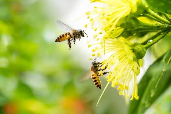 Dia das Abelhas: descubra como elas impulsionam a produção agrícola