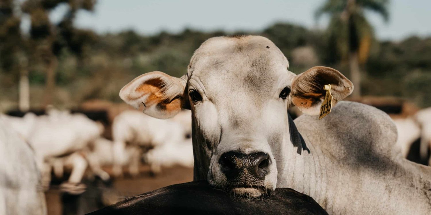 Rastreabilidade animal em sistemas extensivos de criação de gado de corte