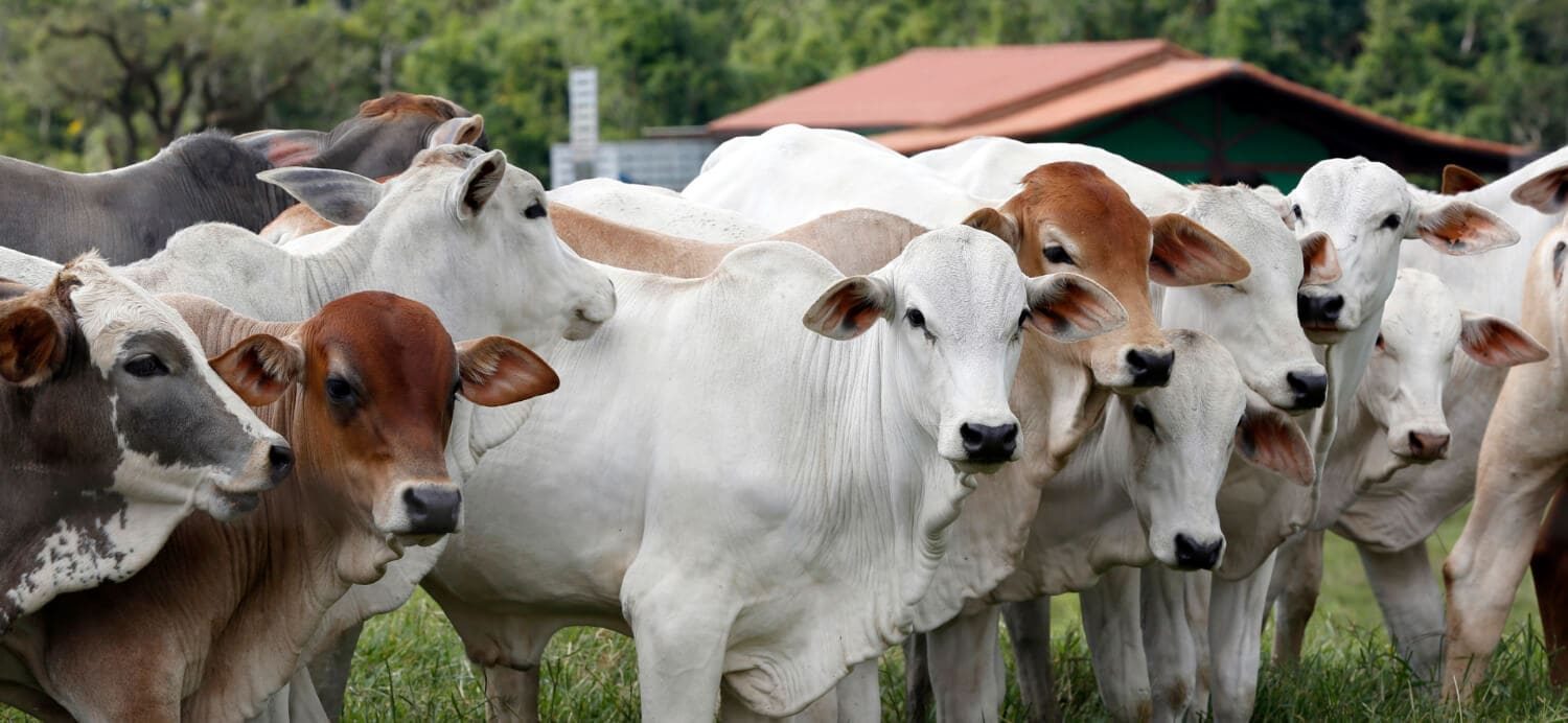 Rastreabilidade animal em sistemas extensivos de criação de gado de corte