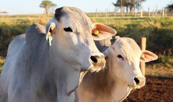 Rastreabilidade na pecuária animal em sistemas extensivos de criação de gado de corte