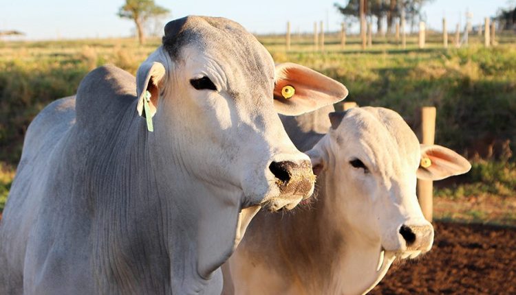 Rastreabilidade animal em sistemas extensivos de criação de gado de corte
