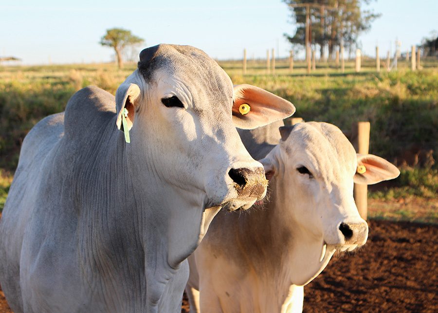 Rastreabilidade na pecuária animal em sistemas extensivos de criação de gado de corte