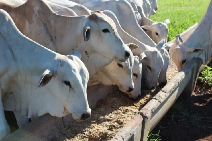 Quais os melhores tipos de suplementação para gado de corte no período da seca