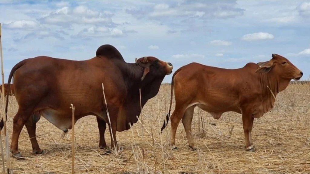 Criador adquire fazenda em brincadeira de bar e se destaca na criação da raça Sindi no RN