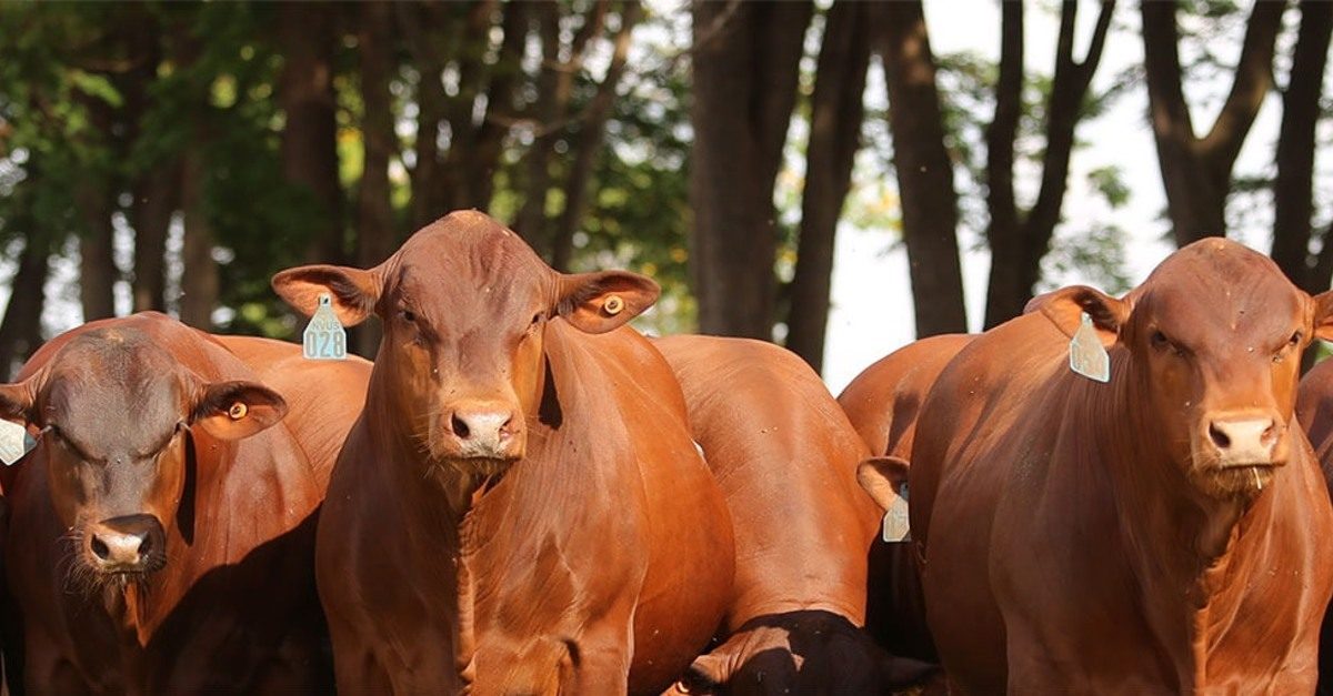 bezerros santa gertrudis