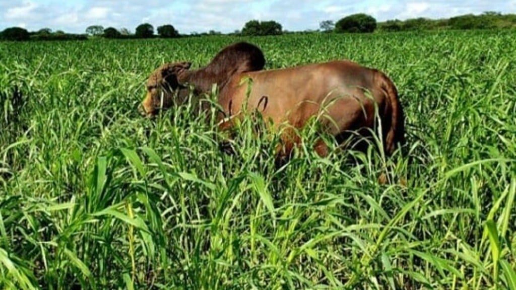 Criador adquire fazenda em brincadeira de bar e se destaca na criação da raça Sindi no RN