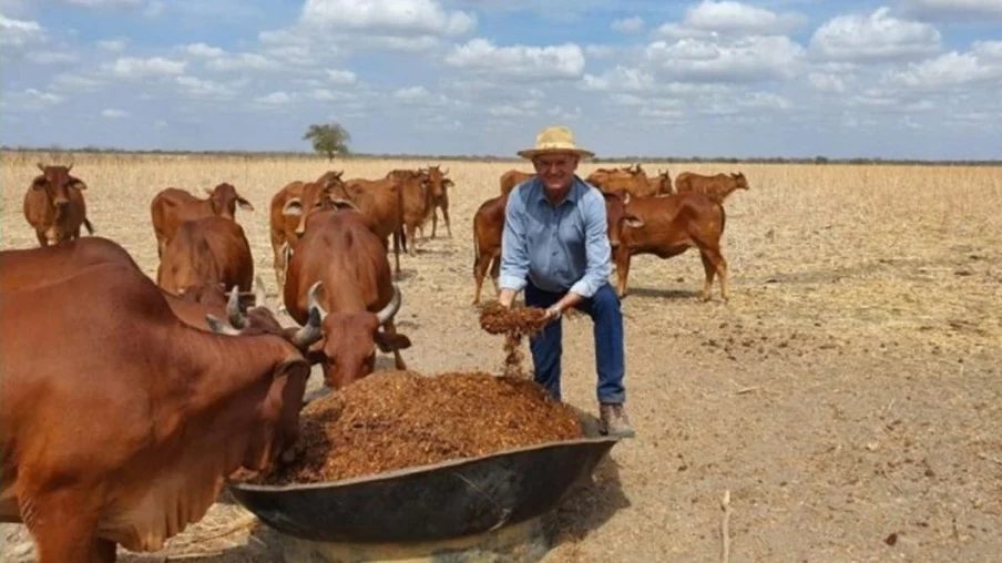 Criador adquire fazenda em brincadeira de bar e se destaca na criação da raça Sindi no RN