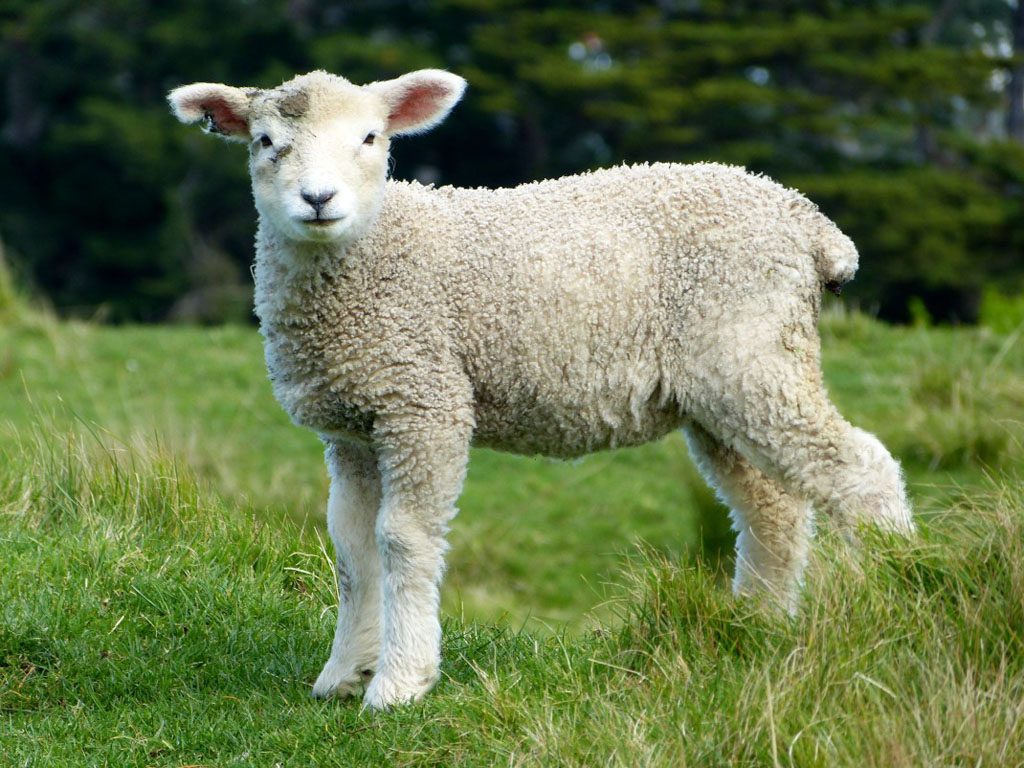 diferença entre cordeiro e Cabrito  