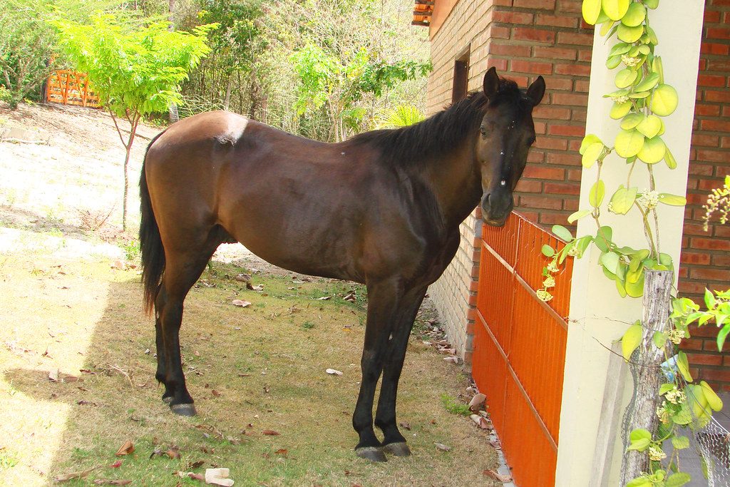 cavalo pangaré