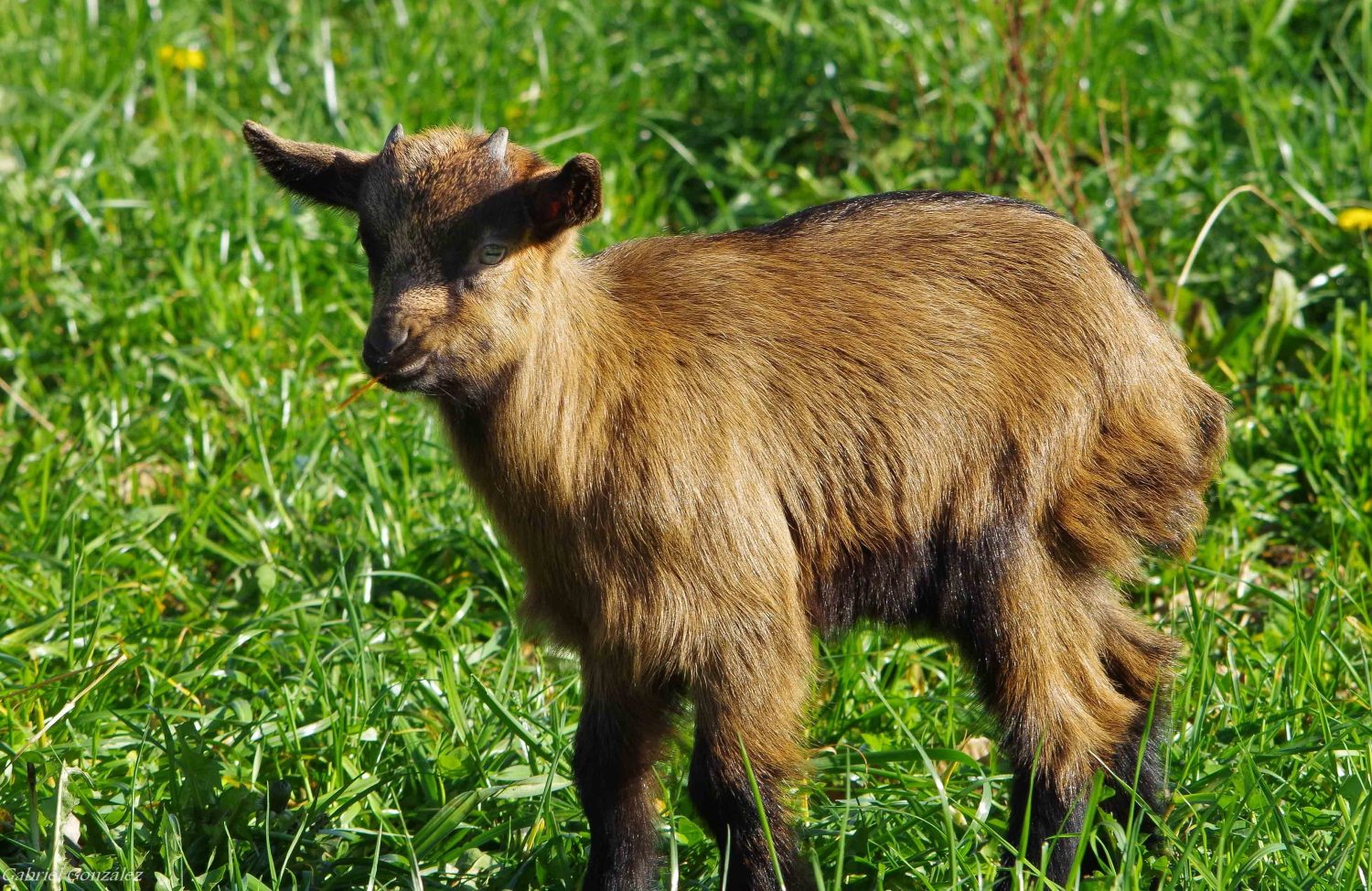 diferença entre cordeiro e Cabrito  