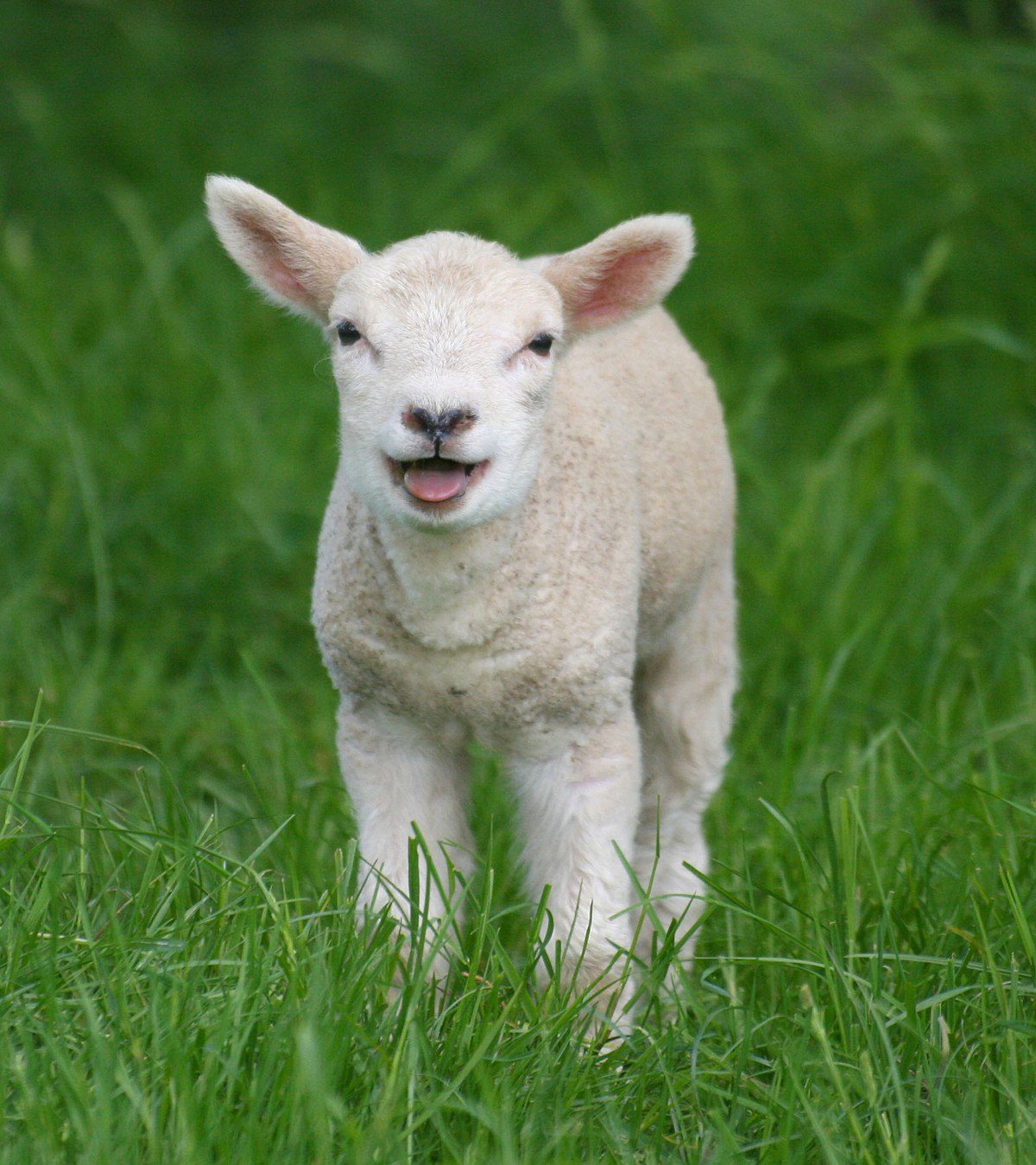 diferença entre cordeiro e Cabrito  