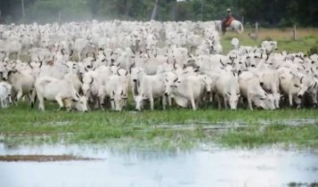 Rebanho de bovinos de corte em área de capim nativo no Pantanal. Foto: Divulgação/Embrapa Pantanal