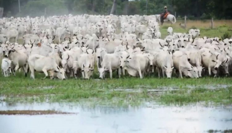 Rebanho de bovinos de corte em área de capim nativo no Pantanal. Foto: Divulgação/Embrapa Pantanal