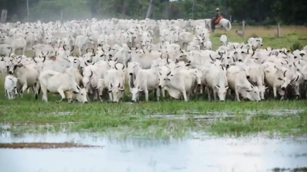 Rebanho de bovinos de corte em área de capim nativo no Pantanal. Foto: Divulgação/Embrapa Pantanal
