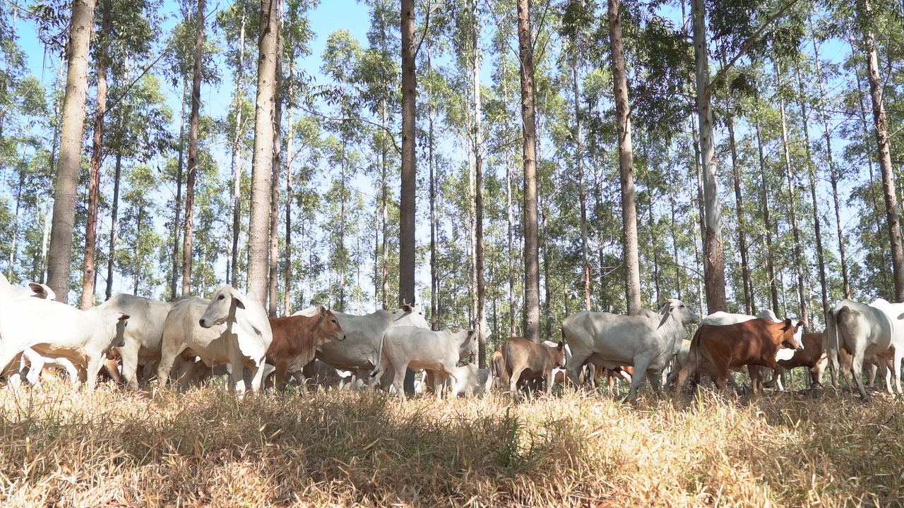 Integração Lavoura Pecuária