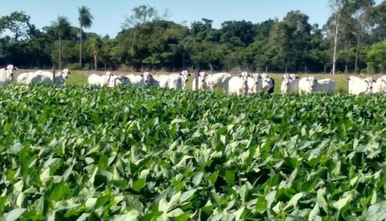 ILP eleva faturamento de fazendas em R$ 32 milhões