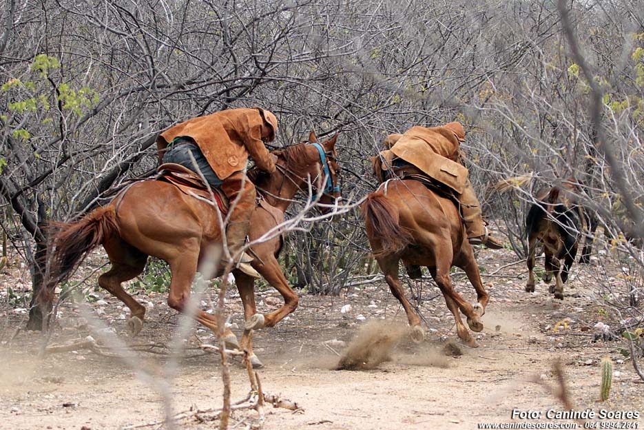 cavalo nordestino