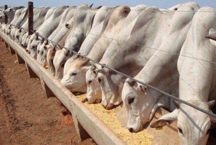 Gado de corte durante a seca; Veja como manter sua lucratividade