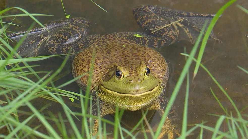 TOP 6 animais exóticos lucrativos para criação rápida em fazendas