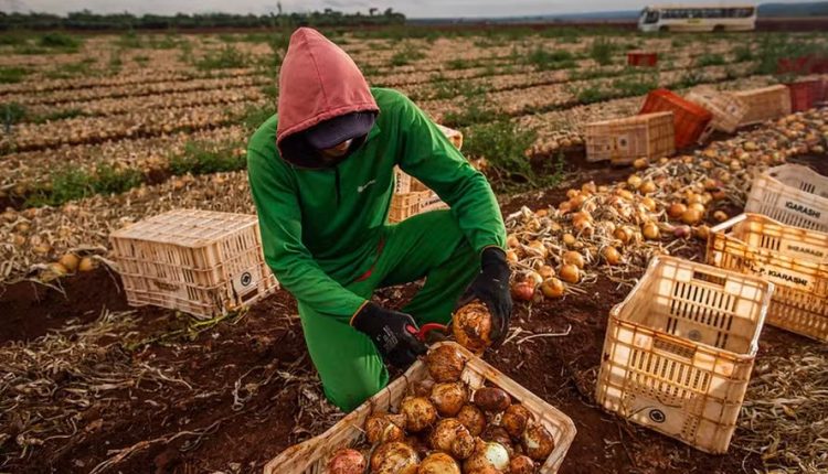 Setor agropecuário reduz demanda por trabalho básico e busca profissionais qualificados