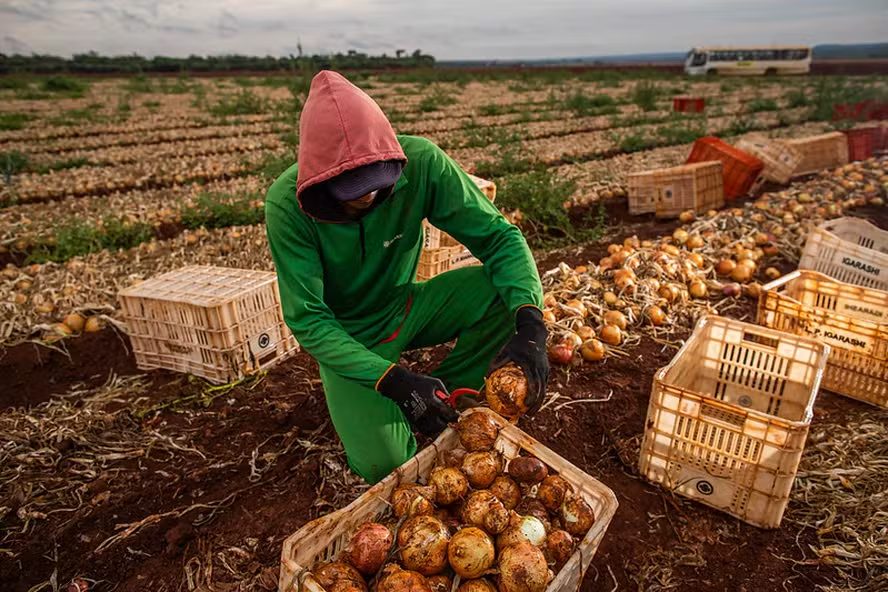 Setor agropecuário reduz demanda por trabalho básico e busca profissionais qualificados
