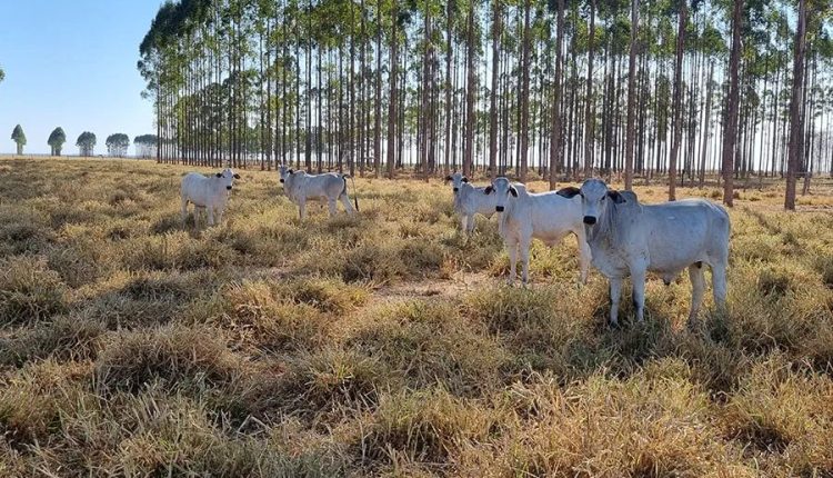 Como o sistema PPS contribui para intensificar a pecuária