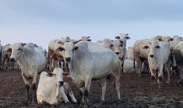 Melhores estratégias para manejo de gado em estiagens no Norte: Semiconfinamento, confinamento convencional ou terminação intensiva a pasto?
