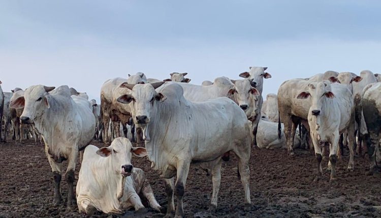 Melhores estratégias para manejo de gado em estiagens no Norte: Semiconfinamento, confinamento convencional ou terminação intensiva a pasto?