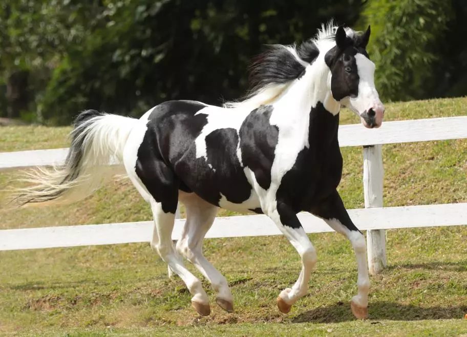 raças de cavalo mais valorizadas do mundo