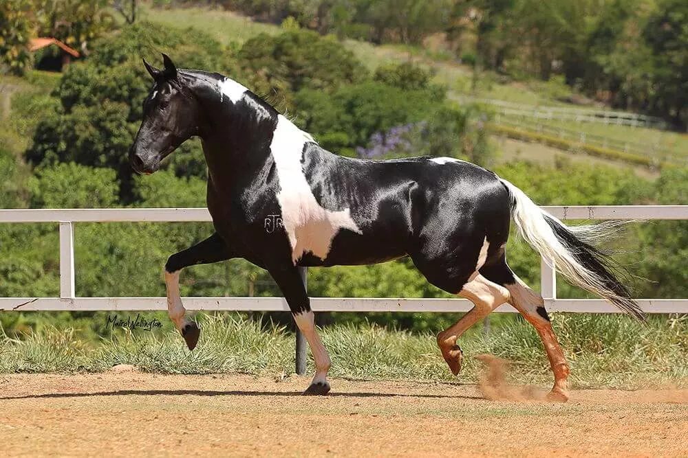 raças de cavalo mais valorizadas do mundo