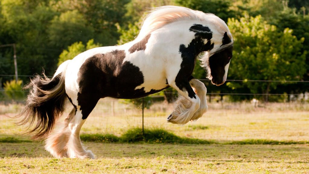 raças de cavalo mais valorizadas do mundo