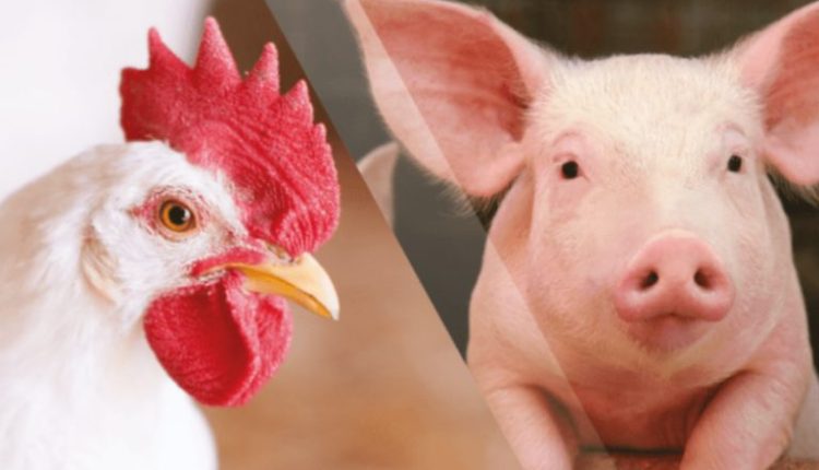 Com recorde, Paraná lidera produção de frango; abate de suínos também avança