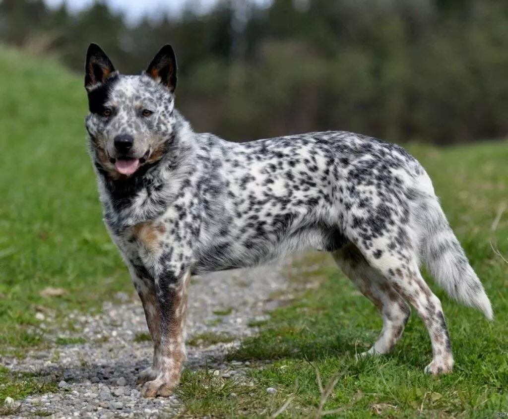 melhores raças de cães para lida com o gado