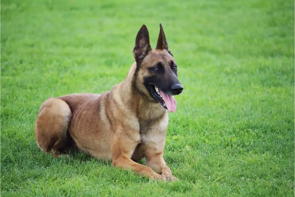 melhores raças de cães para lida com o gado