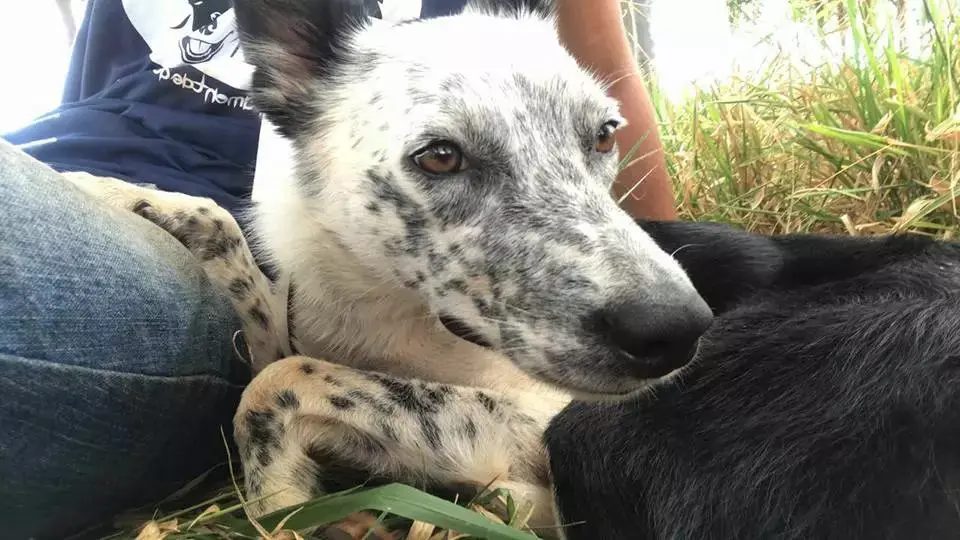 melhores raças de cães para lida com o gado