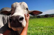 Vegana compara Bem-Estar Animal na pecuária a 'matar crianças no holocausto' em debate