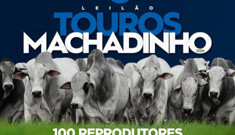 Leilão Touros Machadinho oferta 100 reprodutores Nelore em Goiás