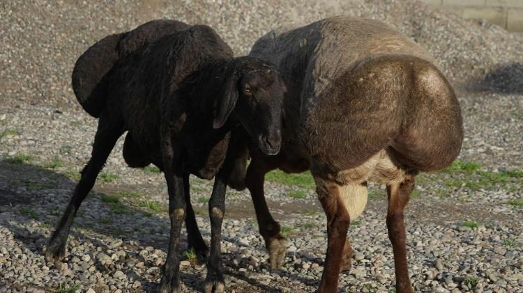 Ovelha Hissar: Conheça a campeã em produção de gordura de cauda