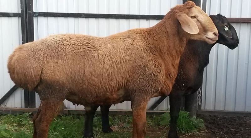 Ovelha Hissar: Conheça a campeã em produção de gordura de cauda