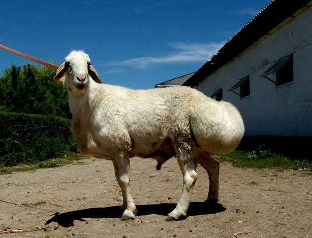 Ovelha Hissar: Conheça a campeã em produção de gordura de cauda