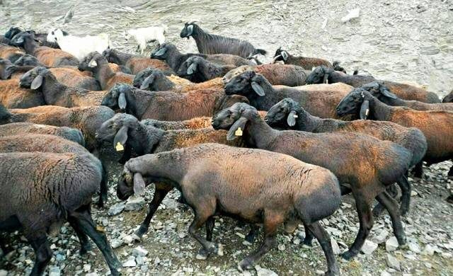 Ovelha Hissar: Conheça a campeã em produção de gordura de cauda