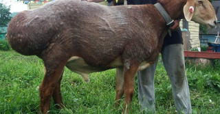 Ovelha Hissar: Conheça a campeã em produção de gordura de cauda