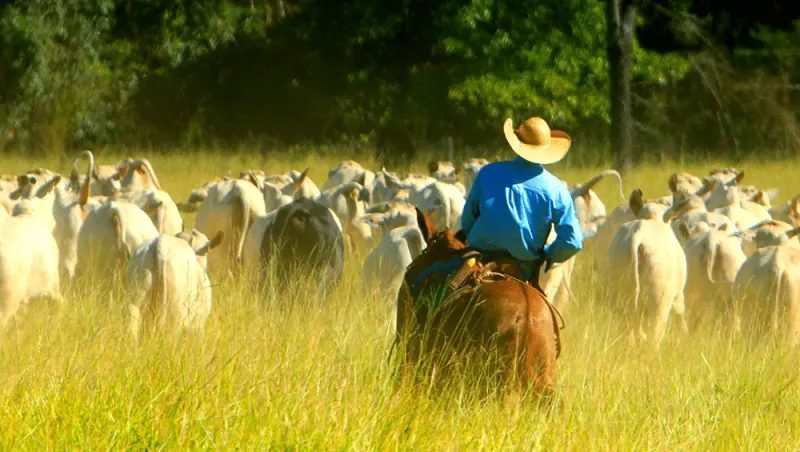 A importância de observar o gado diariamente: Garantindo a saúde e produtividade na pecuária