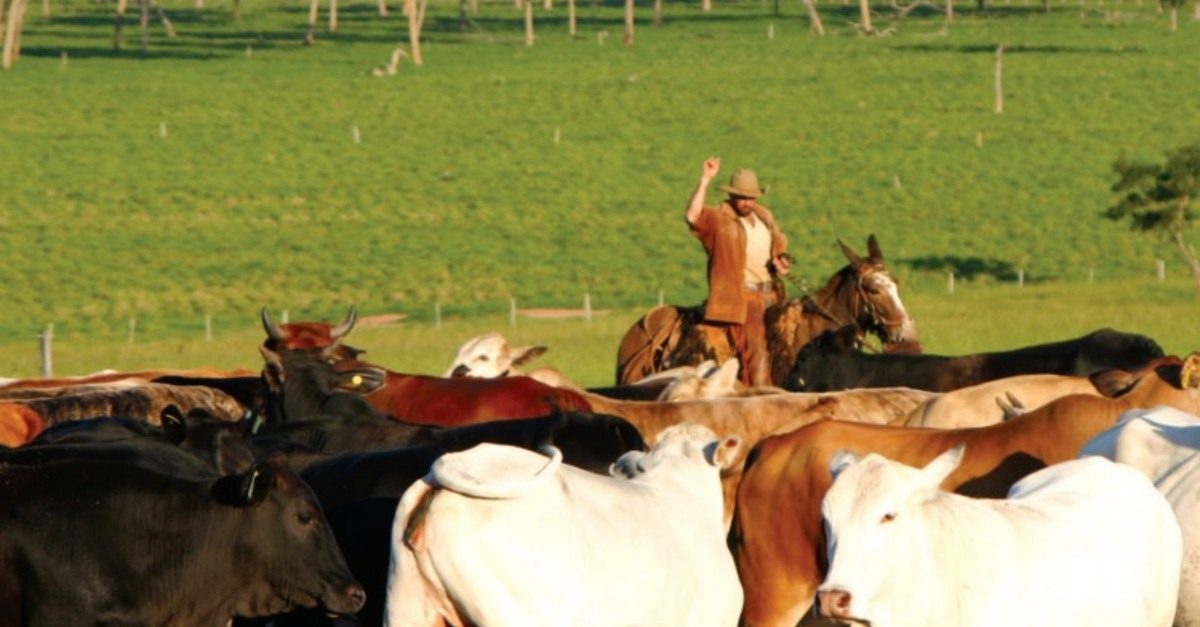 A importância de observar o gado diariamente: Garantindo a saúde e produtividade na pecuária