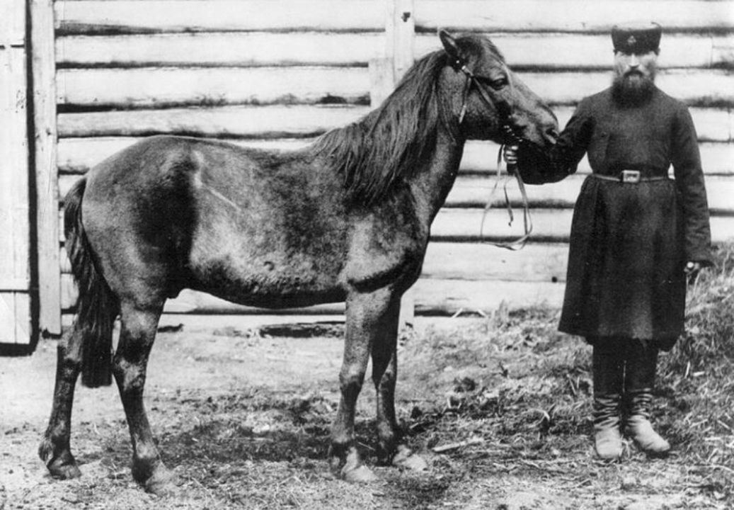 origem das raças de cavalo